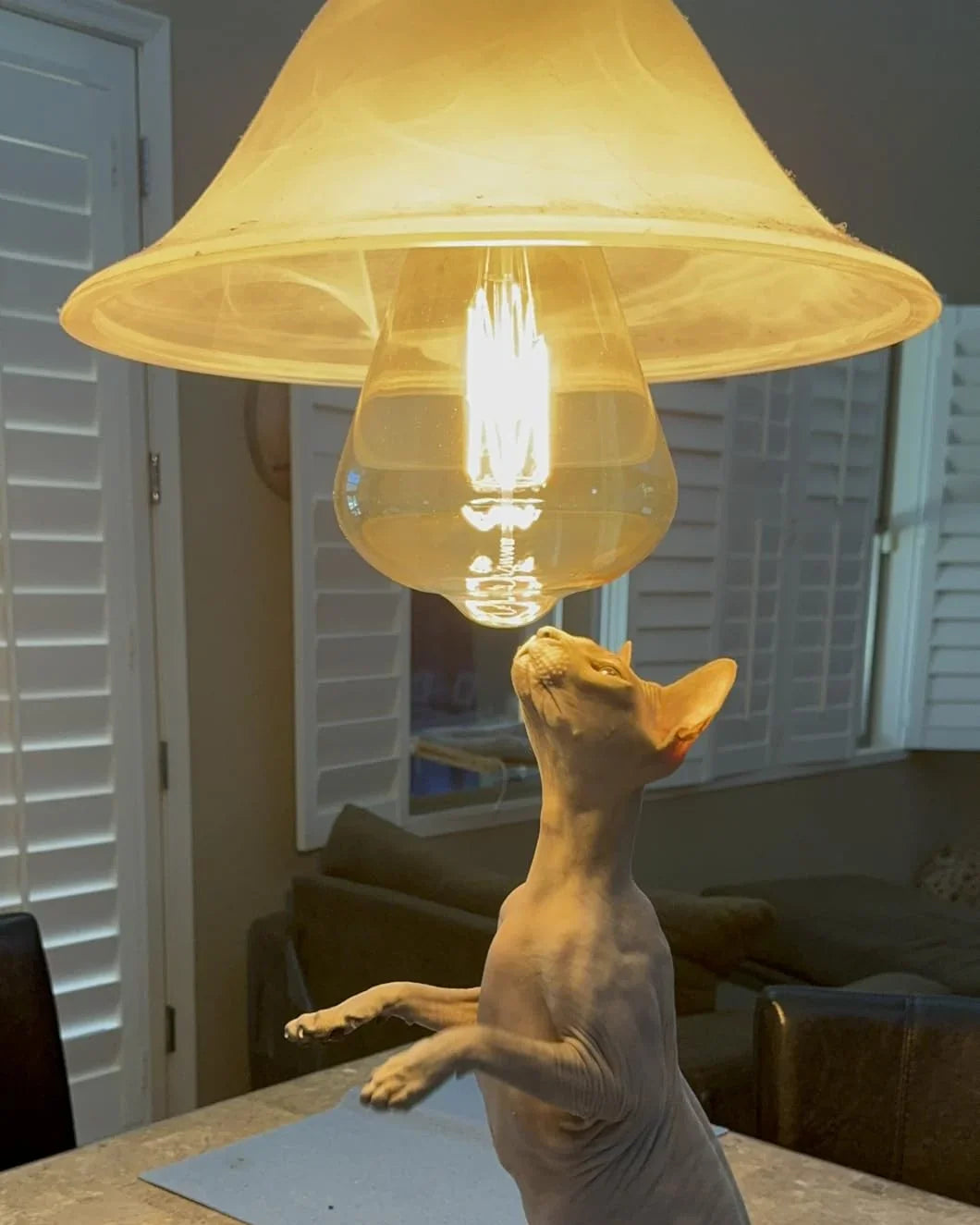 Review — ST164 Bulb